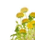 Composition with isolated yellow bright dandelions