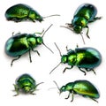 Composition of Leaf beetles, Chrysomelinae