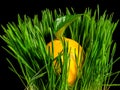 Composition with lemon in green grass on a black background Royalty Free Stock Photo