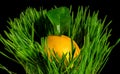 Composition with lemon in green grass on a black background Royalty Free Stock Photo