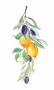 Lemon and olive branches on a white background