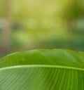 Empty leaf with blurred background for product display montage.