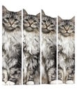 Composition of Main coon cat sitting, isolated on white Royalty Free Stock Photo