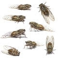 Composition of many Cicada, isolated