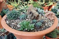 Composition of mini Cactus and succulents plant and stone.