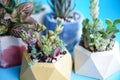 Composition of mini gardens of succulents in a concrete planter. home plants in pots set of flowers. handmade crafts pots