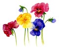 Composition with multi-colored pansies. Watercolor art flower illustration