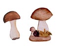 Composition of the mushroom family