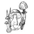 Composition mushrooms vector graphics. Stones, mushrooms line art illustration. Graphic mushrooms for invitations