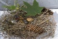 composition, mushrooms Xerocomus in the hay with cones, stag beetle climbed a mushroom