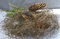 composition, mushrooms Xerocomus in the hay with cones, stag beetle climbed a mushroom