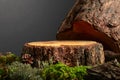 Composition with natural wood, moss and lichen for advertising eco products