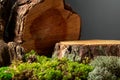 Composition with natural wood, moss and lichen for advertising eco products