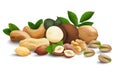 a composition of nuts. realistic vector icons