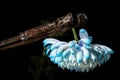 Composition with an old rusty wrench and chrysanthemum flower Royalty Free Stock Photo