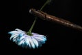 Composition with an old rusty wrench and chrysanthemum flower Royalty Free Stock Photo