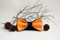 Composition: orange with a black bow tie, cones from a larch and a twig on a beige background.