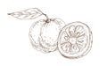 Composition of outlined yuzu, Japanese citrus fruit. Vintage etching of Asian citron and its cut half. Detailed