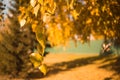 Composition in park. Yellow autumn birch leaves tree landscape. Royalty Free Stock Photo