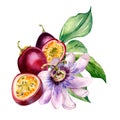 Composition of passion fruits and flower on leaf watercolor illustration isolated on white. Royalty Free Stock Photo