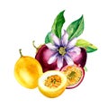 Composition of passion fruits and flower on leaf watercolor illustration isolated on white. Royalty Free Stock Photo
