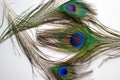 Composition of peacock feathers on a white background Royalty Free Stock Photo