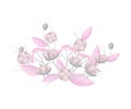 Composition of pink cotton branches. Vector illustration on white background.