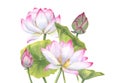 Composition with pink Lotus flower, Bud and Leaves Delicate blooming Water Lily. Watercolor illustration isolated on white Royalty Free Stock Photo