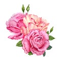 Composition with pink rose flowers, buds and green leaves. Hand drawn watercolor illustration isolated on white background. Royalty Free Stock Photo
