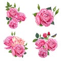 Composition with pink rose flowers, buds and green leaves. Hand drawn watercolor illustration isolated on white background. Royalty Free Stock Photo