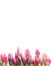 A composition of pink tulips with green leaves, hand-painted with watercolor Royalty Free Stock Photo