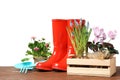 Composition with plants and gardening tools on table Royalty Free Stock Photo