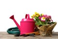 Composition with plants and gardening tools on table Royalty Free Stock Photo