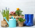 Composition with plants and gardening tools on table against background Royalty Free Stock Photo