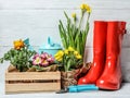 Composition with plants and gardening tools on table Royalty Free Stock Photo