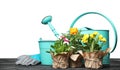 Composition with plants and gardening tools on table Royalty Free Stock Photo