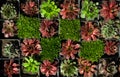 Composition of plants for home and street. greening the roof. Ecological project of green roof Royalty Free Stock Photo