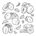 Composition of quince fruits: whole, halves, leaves. Hand-drawn vector illustration. Royalty Free Stock Photo