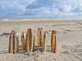 Composition of razor clams on beach Royalty Free Stock Photo