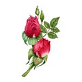 Composition with red rose flowers, buds and green leaves. Hand drawn watercolor illustration isolated on white background. Floral Royalty Free Stock Photo