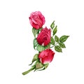 Composition with red rose flowers, buds and green leaves. Hand drawn watercolor illustration isolated on white background. Floral Royalty Free Stock Photo