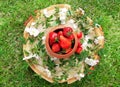 Composition of ripe red strawberries in a clay pot on wooden stump with white wild rose flowers and a grass lawn. Freshly picked Royalty Free Stock Photo