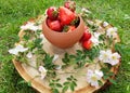 Composition of ripe red strawberries in a clay pot on wooden stump with white wild rose flowers and a grass lawn. Freshly picked Royalty Free Stock Photo