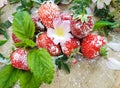 Composition of ripe red strawberries on wooden stump, powdered sugar, white wild rose flowers and a grass lawn. Freshly picked Royalty Free Stock Photo