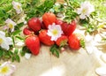 Composition of ripe red strawberries on wooden stump, white wild rose flowers and a grass lawn. Freshly picked berries on a bright Royalty Free Stock Photo