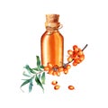 Composition with sea buckthorn and glass oil bottle, jar with cork and decorative rope. Watercolor illustration.