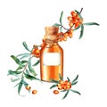 Composition with sea buckthorn and glass oil bottle with label, cork and rope . Watercolor illustration. For clip art