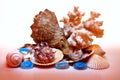 Composition of sea shells Royalty Free Stock Photo