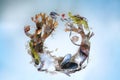 Composition of seaweed, shells, sand and stranded goods in a ring shape on a light blue background, concept for environmental