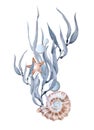 Composition with seaweed shells and starfish. Watercolor illustration hand drawn isolated on a white background Royalty Free Stock Photo